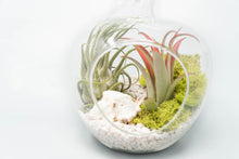 Load image into Gallery viewer, Apple Terrarium with Pebble Kit and Tillandsia Air Plants
