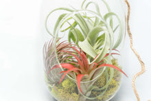 Load image into Gallery viewer, Capsule Terrarium with Moss and Tillandsia Air Plants
