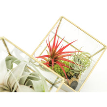Load image into Gallery viewer, Heptahedron Geometric Glass Terrariums - Set of 2 - with Tillandsia Red Abdita, Ionantha and Small Xerographica