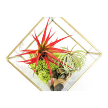 Load image into Gallery viewer, Heptahedron Geometric Glass Terrarium with Tillandsia Red Abdita and Ionantha Air Plants