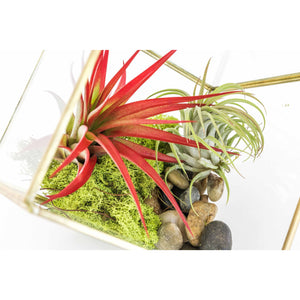 Heptahedron Geometric Glass Terrarium with Tillandsia Red Abdita and Ionantha Air Plants
