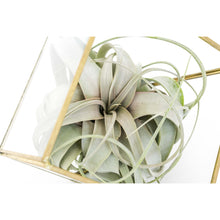 Load image into Gallery viewer, Heptahedron Geometric Glass Terrarium with Tillandsia Xerographica Air Plant