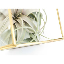 Load image into Gallery viewer, Heptahedron Geometric Glass Terrarium with Tillandsia Xerographica Air Plant