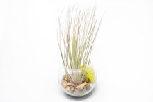 Load image into Gallery viewer, Complete Bubble Trio Terrariums with Tillandsia Juncea, Butzii, and Harrisii Air Plants