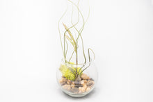 Load image into Gallery viewer, Complete Bubble Trio Terrariums with Tillandsia Juncea, Butzii, and Harrisii Air Plants