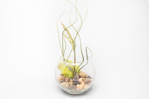 Complete Bubble Trio Terrariums with Tillandsia Juncea, Butzii, and Harrisii Air Plants