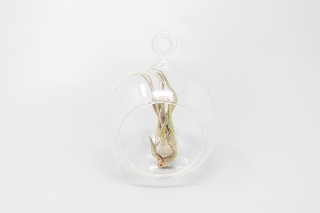 Minimalist Terrarium in a Glass Globe with Flat Bottom - Choose Your Custom Tillandsia Air Plant