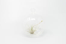Load image into Gallery viewer, Minimalist Terrarium in a Glass Globe with Flat Bottom - Choose Your Custom Tillandsia Air Plant