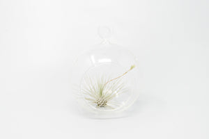 Minimalist Terrarium in a Glass Globe with Flat Bottom - Choose Your Custom Tillandsia Air Plant