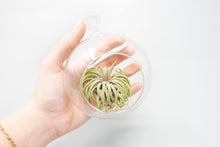 Load image into Gallery viewer, Beach Terrarium in Flat Bottom Globe with White Sand and Tillandsia Ionantha
