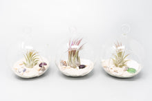 Load image into Gallery viewer, Beach Terrarium in Flat Bottom Globe with White Sand and Tillandsia Ionantha