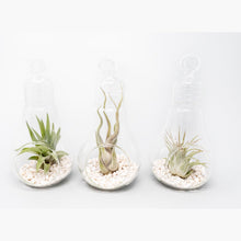 Load image into Gallery viewer, Hanging Light Bulb Terrarium with Crushed White Stones and Tillandsia Air Plant