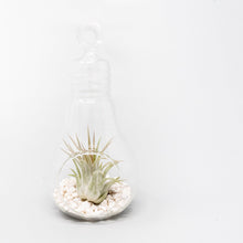 Load image into Gallery viewer, Hanging Light Bulb Terrarium with Crushed White Stones and Tillandsia Air Plant