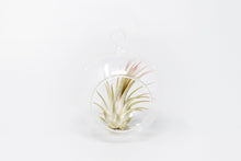 Load image into Gallery viewer, Mini Hanging Flat Bottom Glass Terrariums with Assorted Tillandsia Air Plants