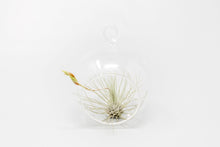 Load image into Gallery viewer, Mini Hanging Flat Bottom Glass Terrariums with Assorted Tillandsia Air Plants