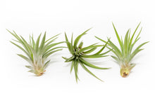 Load image into Gallery viewer, Large Tillandsia Velutina Air Plants / 4-6 Inch Plants
