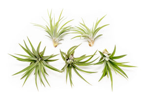 Large Tillandsia Velutina Air Plants / 4-6 Inch Plants