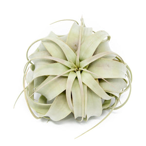 Large Tillandsia Air Plant Variety Pack - 5 Big Plants