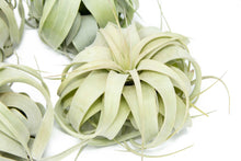 Load image into Gallery viewer, Medium Tillandsia  Xerographica Air Plant / 5-6 Inches Wide