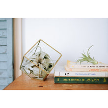 Load image into Gallery viewer, Heptahedron Geometric Glass Terrariums - Set of 2 - with Tillandsia Red Abdita, Ionantha and Small Xerographica