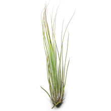 Load image into Gallery viewer, Large Tillandsia Juncifolia Air Plants /  8-12 Inch Plants
