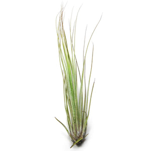 Large Tillandsia Juncifolia Air Plants /  8-12 Inch Plants